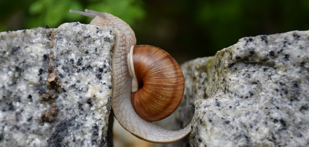 Snail between two rocks